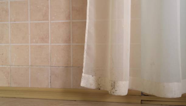 Mold Removal for HVAC Installations in Portales, NM