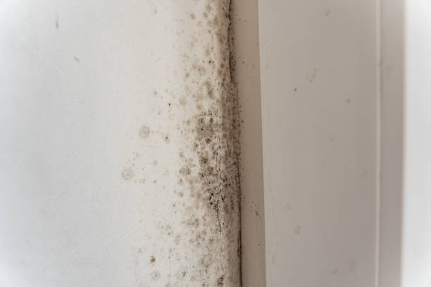 Professional Mold Removal in Portales, NM